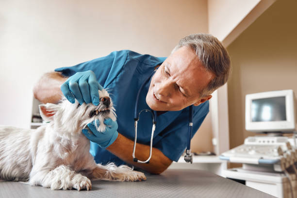 Best Emergency Dental Care for Broken or Chipped Teeth in Coal City, WV